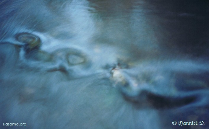 Les
                ondes de l’eau — Un ruisseau affluant de la Vologne dans les
                Vosges
            