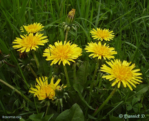 Pied
                de pissenlit en fleurs
            