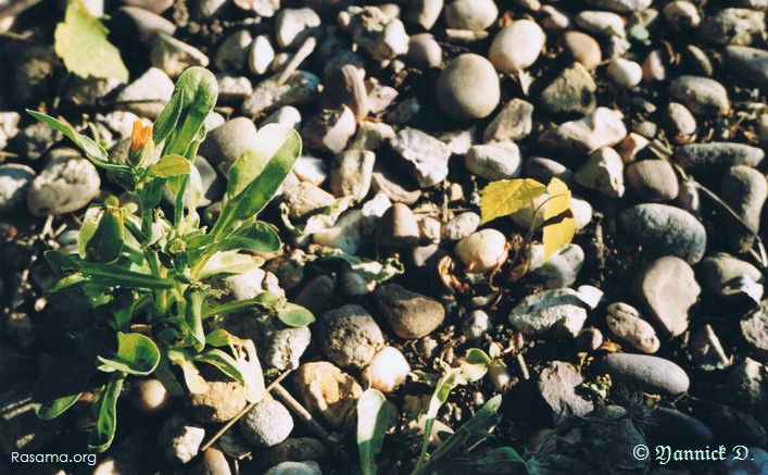 Petite
                plante de rocaille solitaire attend la pousse de ses sœurs —
                Bord de la Moselle au nord de Metz
            