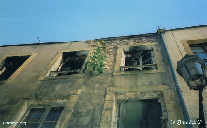 Depuis
                sa maison, le pigeon observe la rue… il a un mignon jardin suspendu
                — Quartier des Allemands à Metz
            