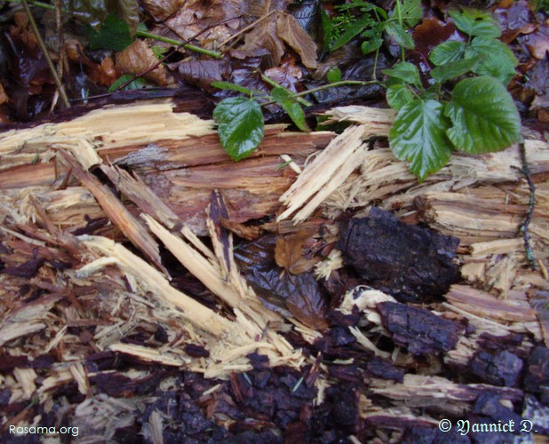 Vieux
                tronc d’arbre émietté et début de terreau dans les Vosges
            