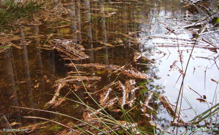 Entre
                petite marre et grande flac d’eau ( Vosges — Granges sur
                Vologne )
            