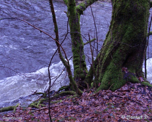 Nuls
                autres que les feuillus ne savent s’y bien s’accrocher et tenir
                bon sur les bords escarpés d’une rivière de montagne
            