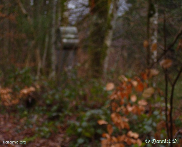 Monument
                à la mémoire « oublié » dans les bois… mais les esprits s’en
                souviennent ( un bois dans les Vosges à Granges sur Vologne )
            