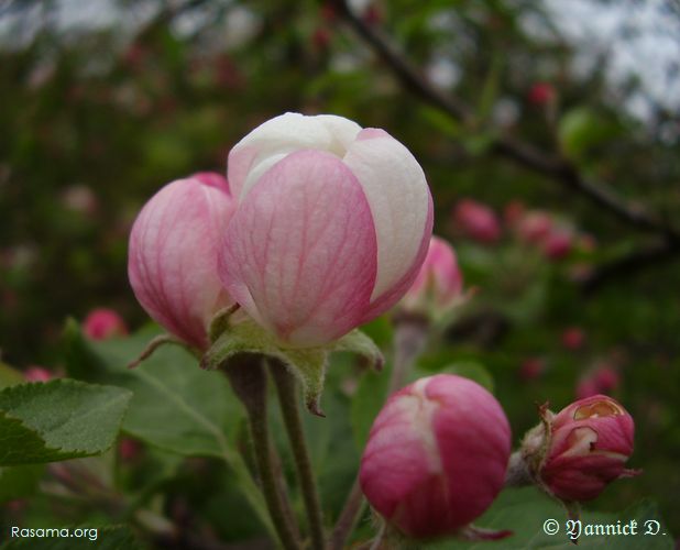 Bouton de fleure de Pommier Sauvage