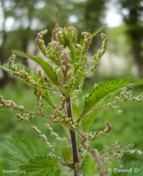 Gros plan sur la même fleure
            d’Ortie Dioïque
        