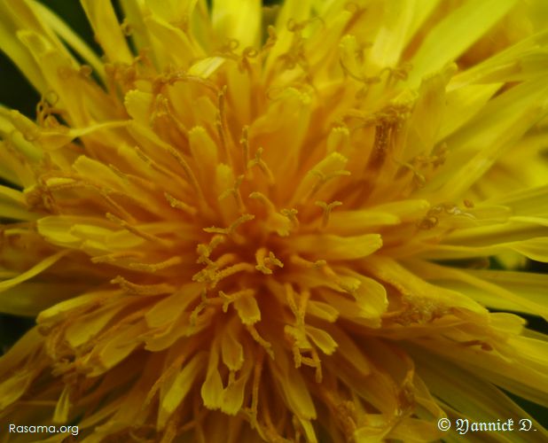 Gros plan sur une Fleure de Pissenlit